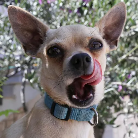 History Hvar 1529 Pensión 4*