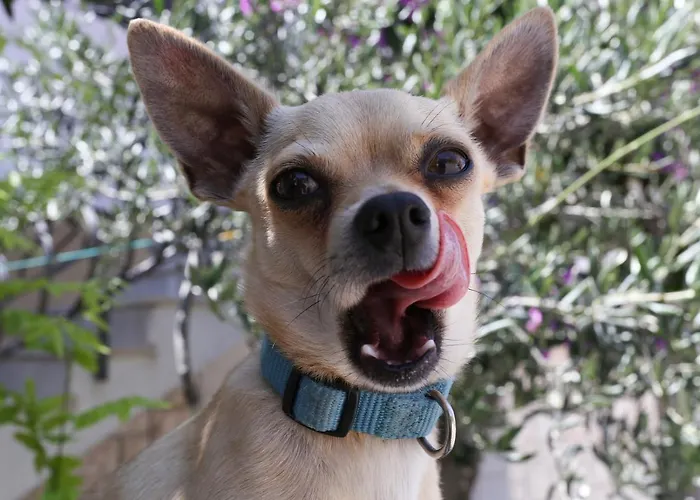 History Hvar 1529 Gæstehus 4*